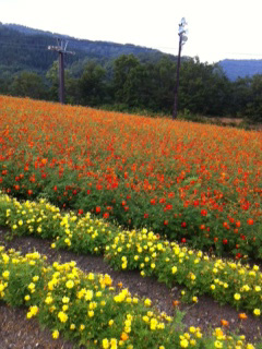 イオックス・アローザ